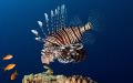   Lionfish looking lunch  